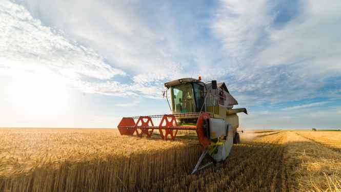 Graudu ražas novākšana
