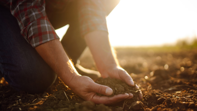 Lauks, vīrieša rokās zeme. 