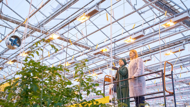 Ministru prezidente Evika Siliņa reģionālajā vizītē - siltumnīcā, kur aug tomāti. Evikai Siliņai blakus stāv siltumnīcas darbinieki. 