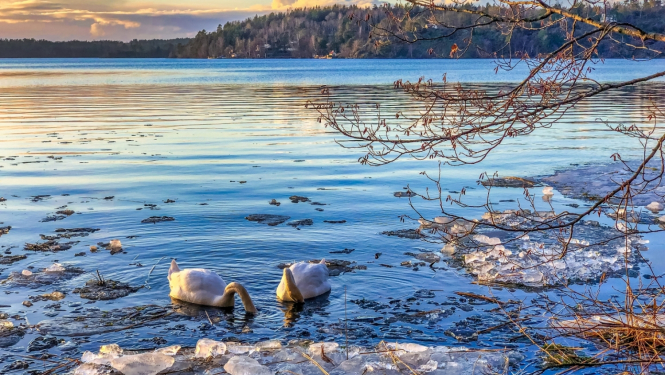 Divi balti gulbji ūdenstilpnē