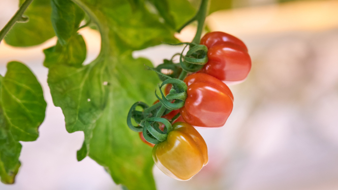 Trīs tomāti ķekarā