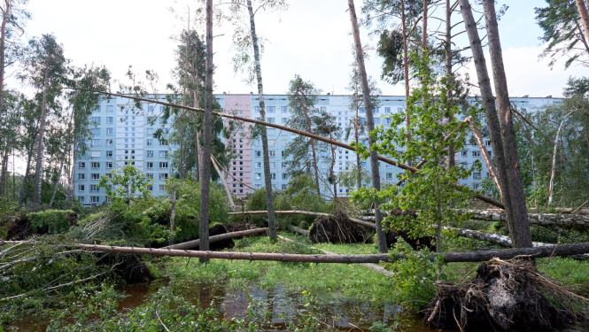 Vētras sekas - nolauzti koki pie daudzdzīvokļu mājas