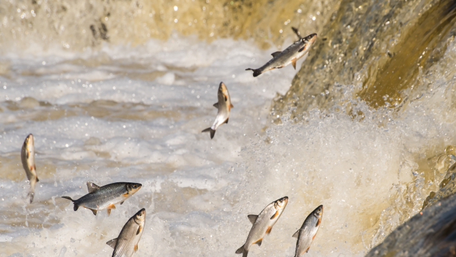 Zivis lec Ventas rumbā