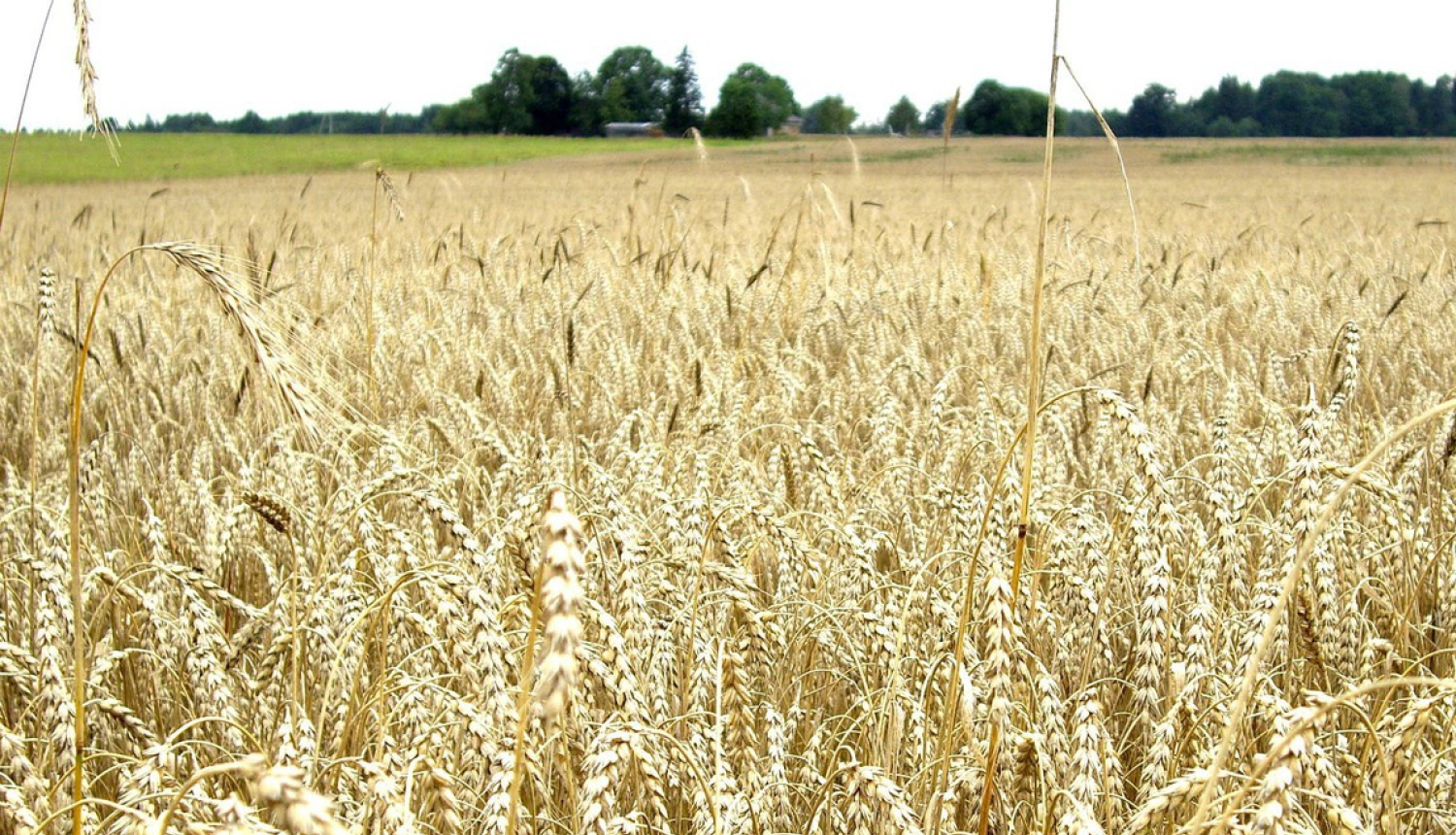 Veicinās lauksaimnieku iesaistīšanos apdrošināšanas pakalpojumu izmantošanā
