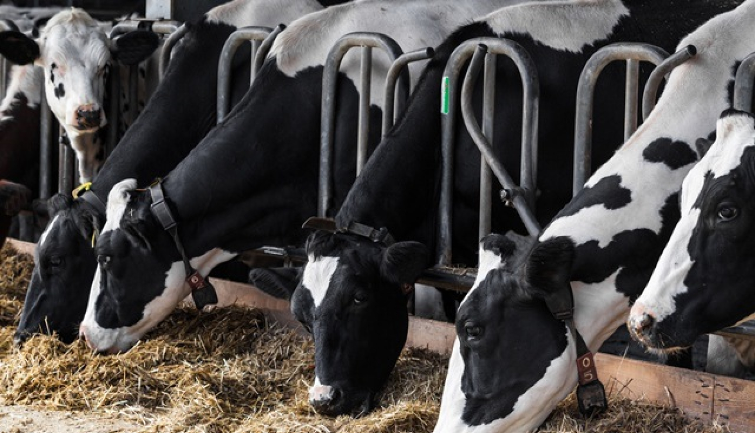 Valdība piešķir atbalstu lopkopības nozares attīstībai 16 miljonu eiro apmērā