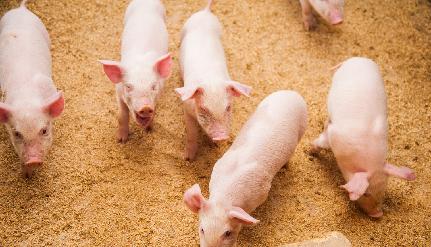 SIA „Druvas Unguri” cūku novietnē konstatēts Āfrikas cūku mēris