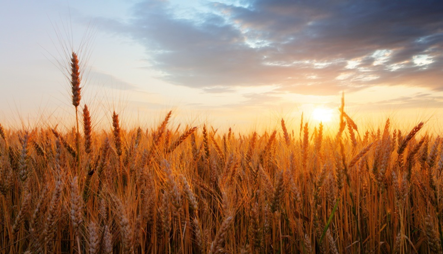 Apstiprina kārtību patstāvīgo mazo alus darītavu statusa noteikšanai un akcīzes nodokļa piemērošanai