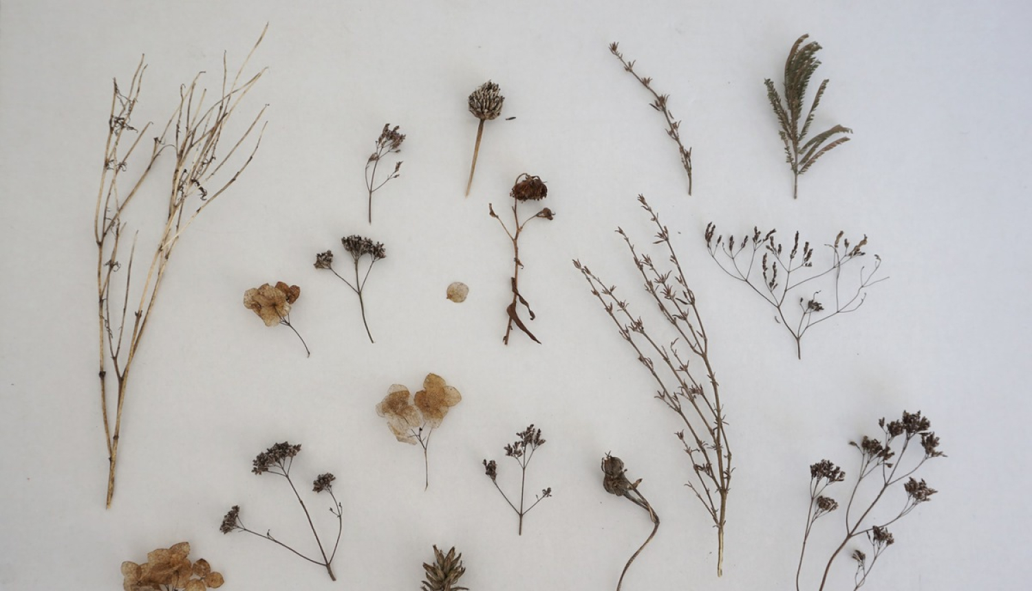 Latvijas Dabas muzejs kļūs par nacionālas nozīmes muzeju