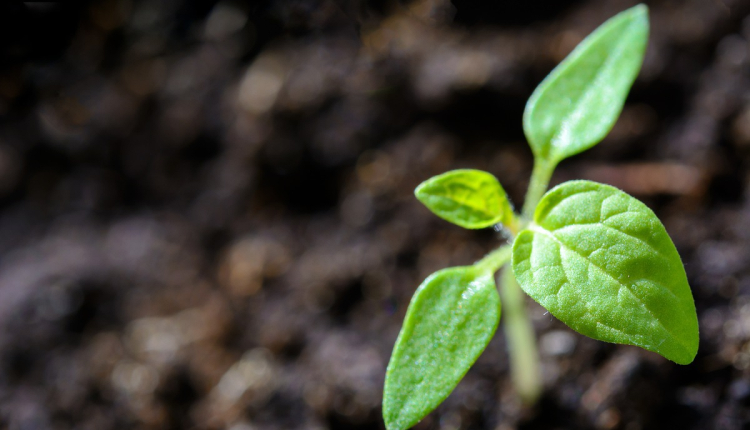 Jaunuzņēmumu ekosistēmas attīstībai valdība piešķir 90 tūkstošus eiro