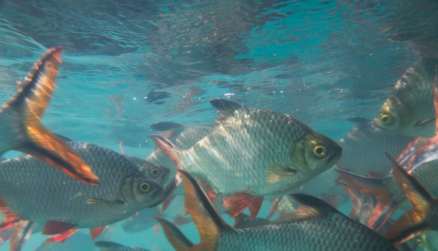 Atvieglotas prasības pasākuma “Produktīvi ieguldījumi akvakultūrā” pretendentiem