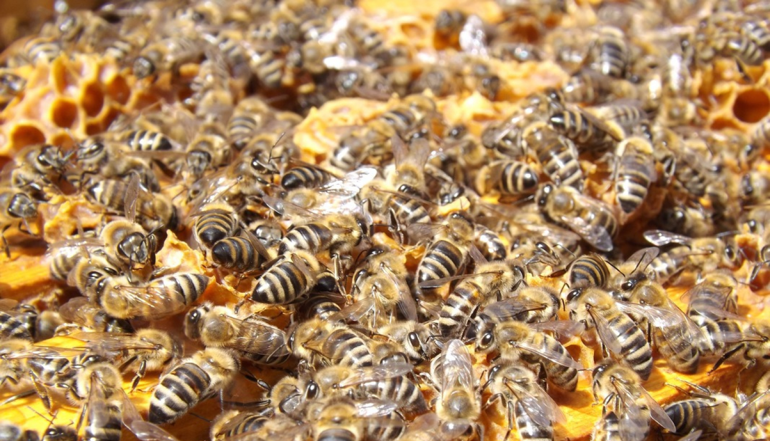 Lauksaimniecības dzīvnieku īpašniekiem kompensēs zaudējumus, kas radušies infekcijas slimību uzliesmojumu apkarošanas laikā