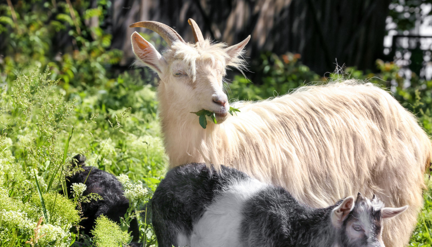 Plāno uzlabot dzīvnieku aizsardzības kontroles kārtību