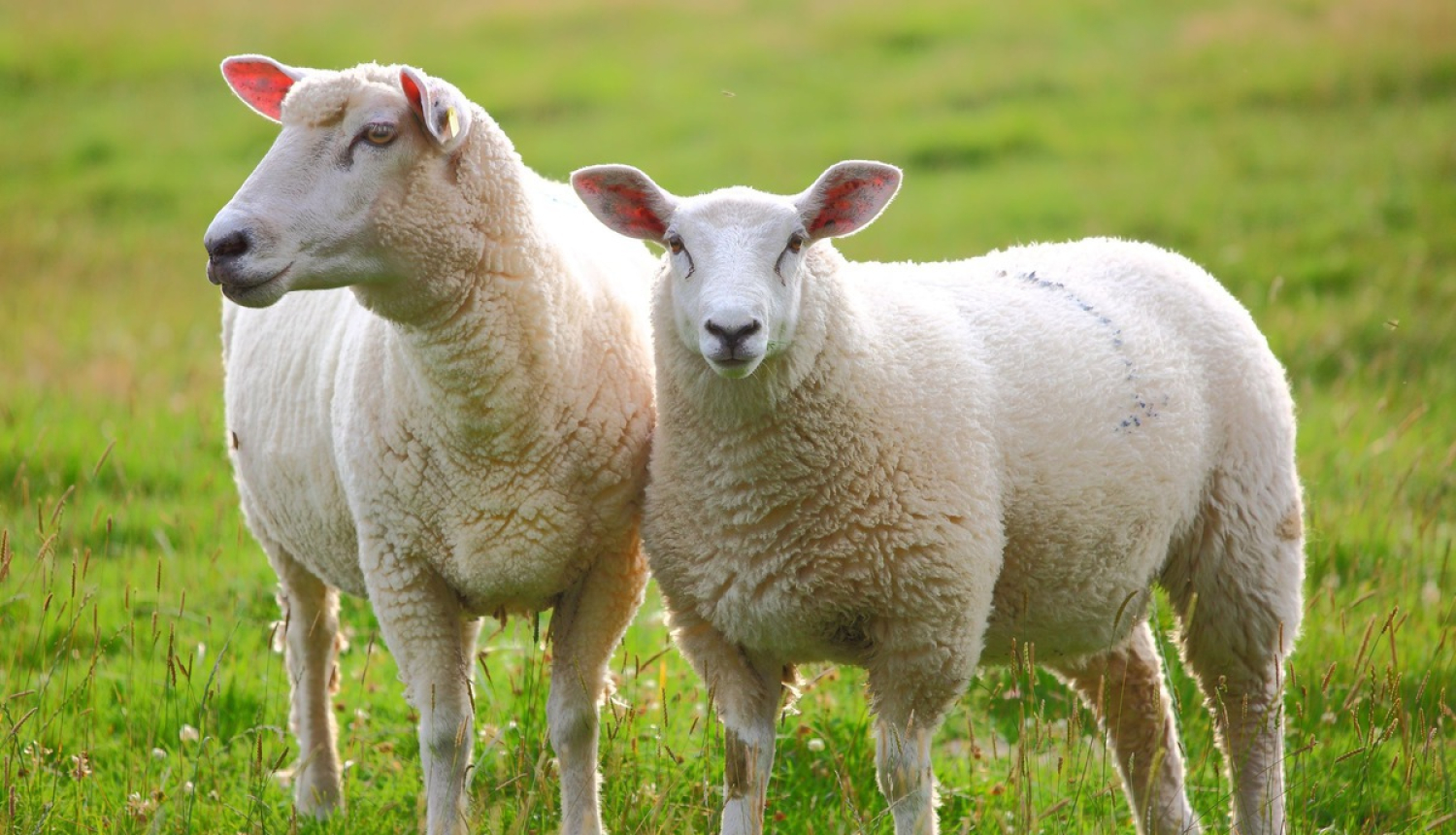 Turpmāk mazā daudzumā varēs pārdot arī kazas svaigpienu