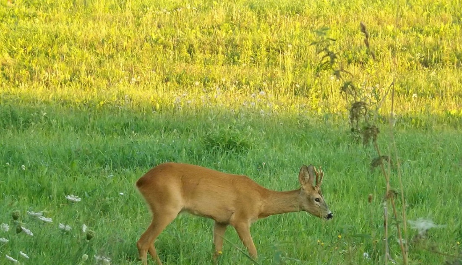 Hroniskās novājēšanas slimības uzraudzības kārtība papildināta ar jauniem nosacījumiem