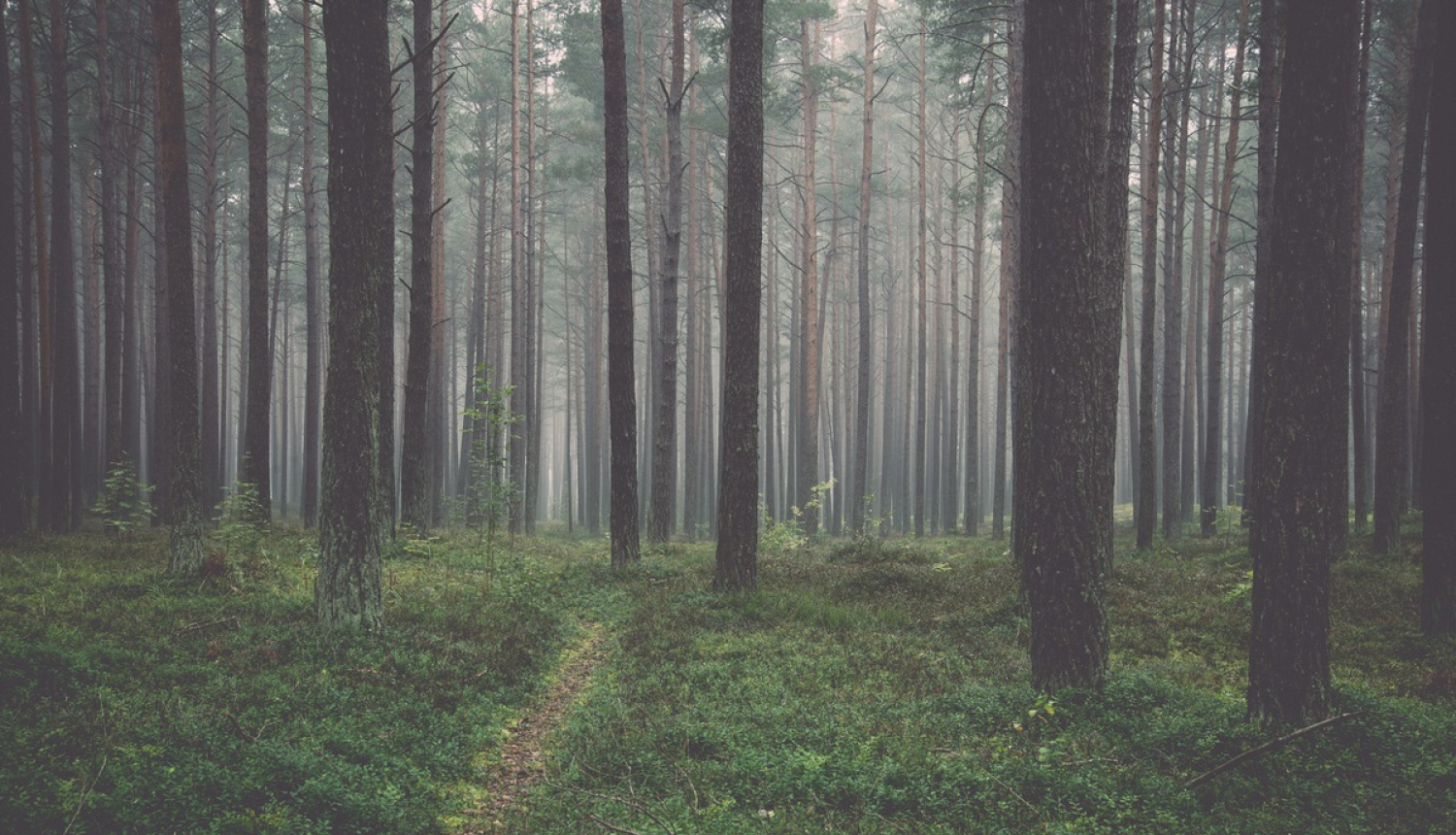 Krīzes vadības padome atzīst valsts mēroga dabas katastrofu mežsaimniecībā