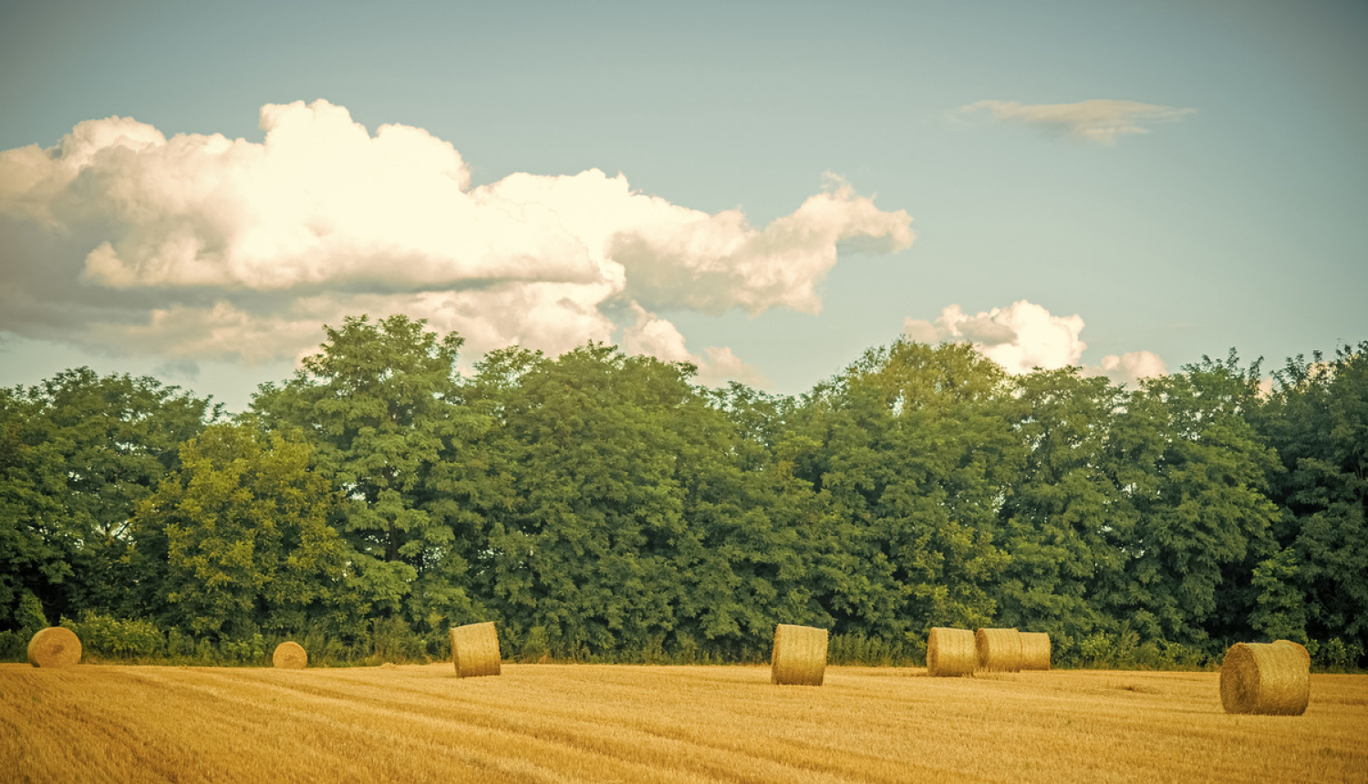 Krīzes vadības padome lielo pavasara sausumu atzīst par valsts mēroga dabas katastrofu