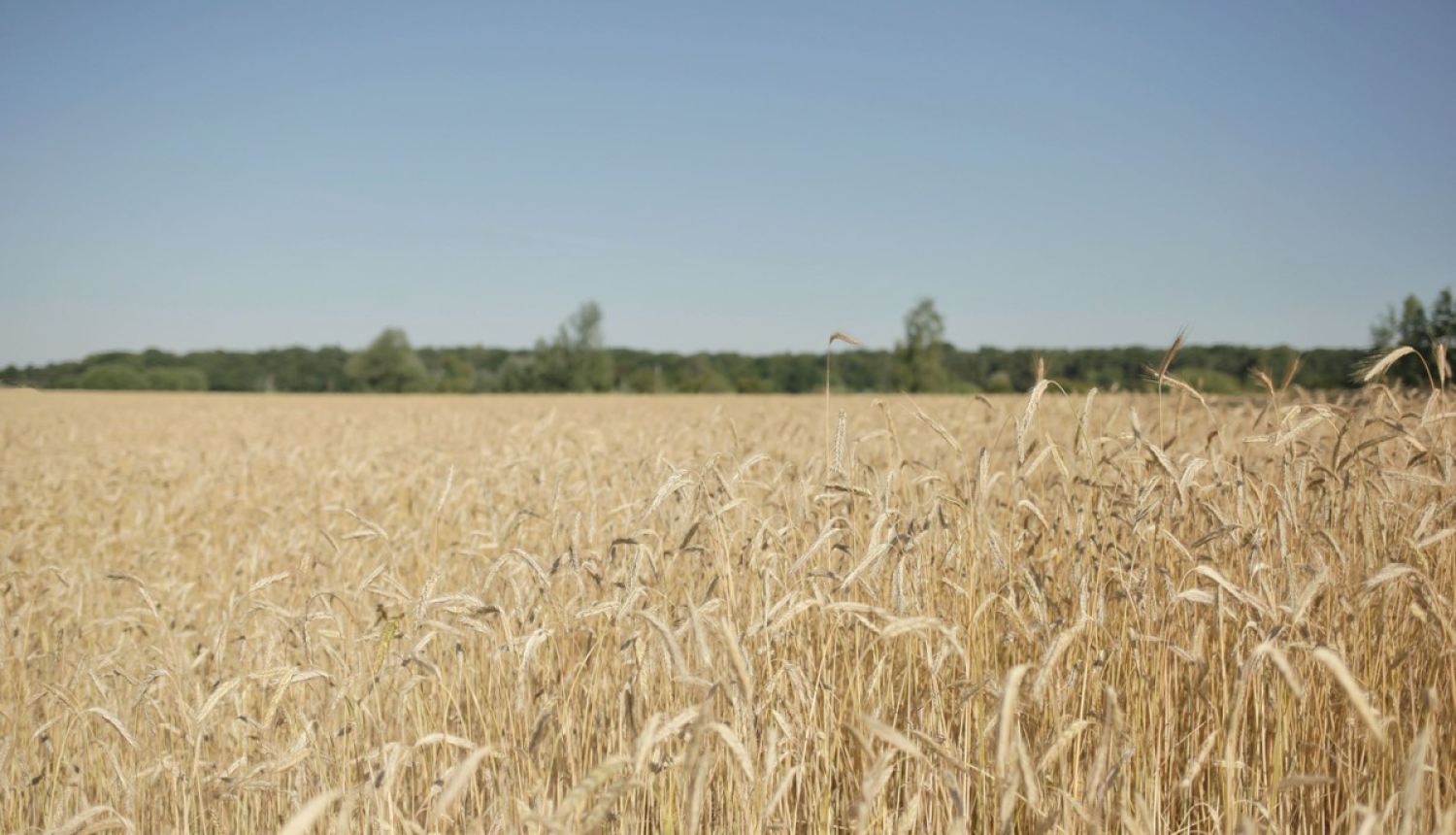 Kaspars Gerhards: Kopīgajā lauksaimniecības tirgū jānodrošina līdzvērtīgi nosacījumi