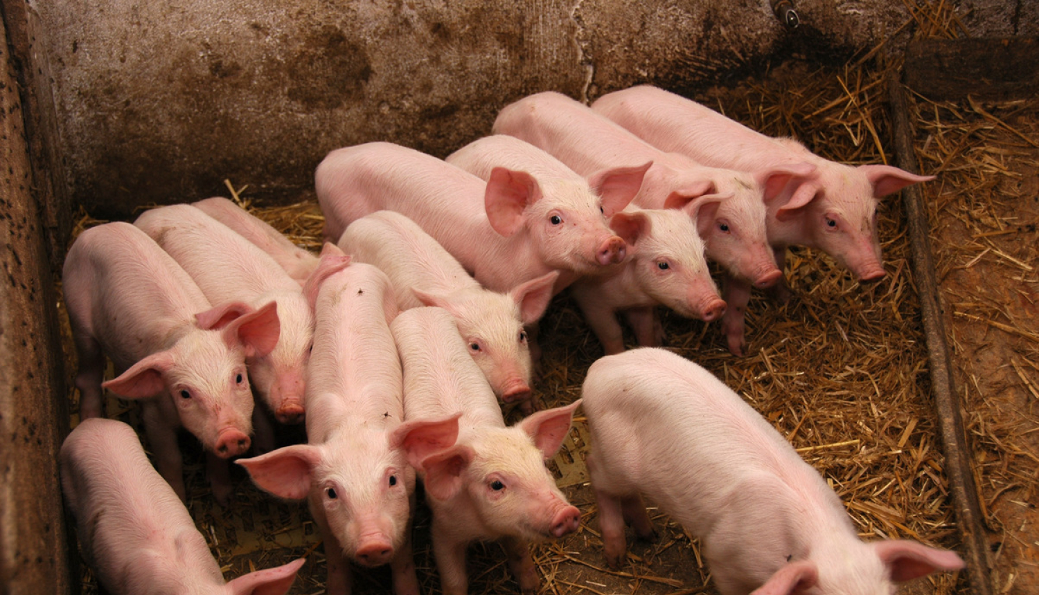 Mainīta Āfrikas cūku mēra riska zonu teritorija