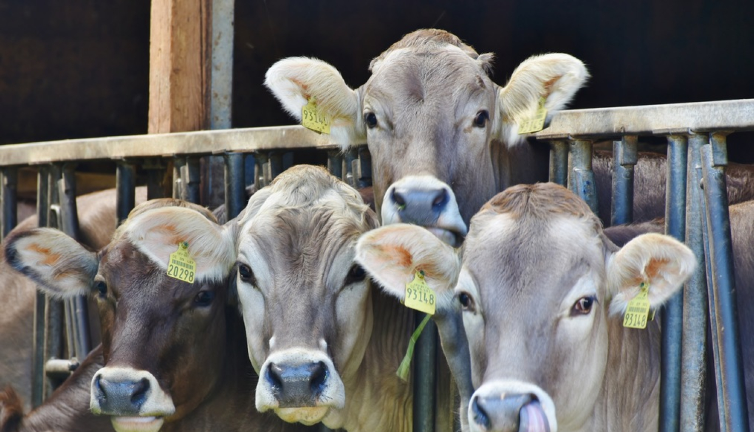 Jauni noteikumi arī slaucamo govju un slaucamo kazu pārraudzībai un snieguma pārbaudei
