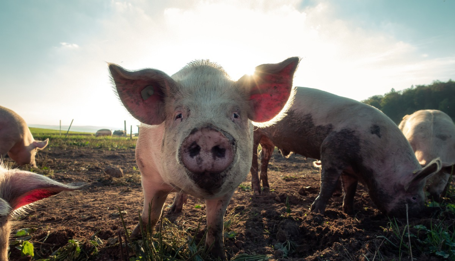 Apstiprināta kārtība lauksaimniecības dzīvnieku izcelsmes apliecināšanai