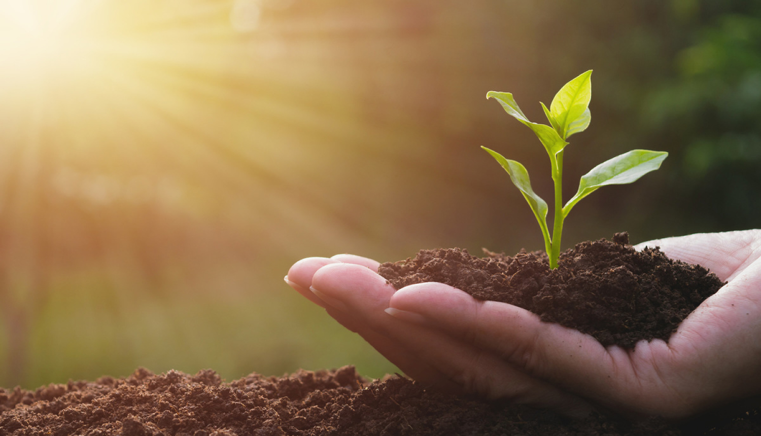 Uzlabos selekcionāru tiesību īpašnieku atlīdzības iegūšanu