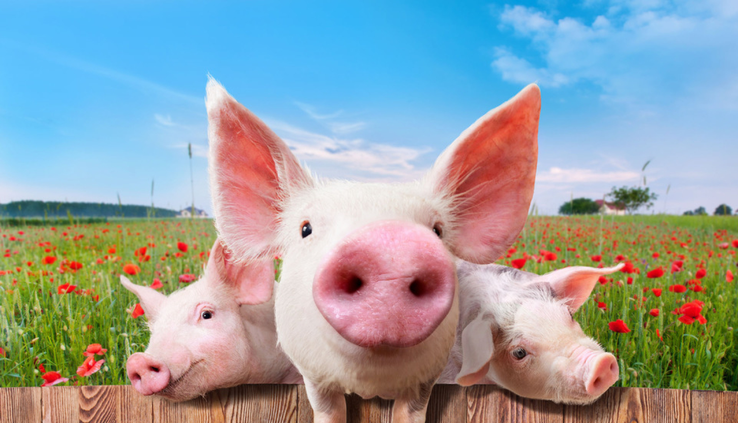 Veiktas izmaiņas cūku sugas dzīvnieku izvešanai no II un III riska zonas*