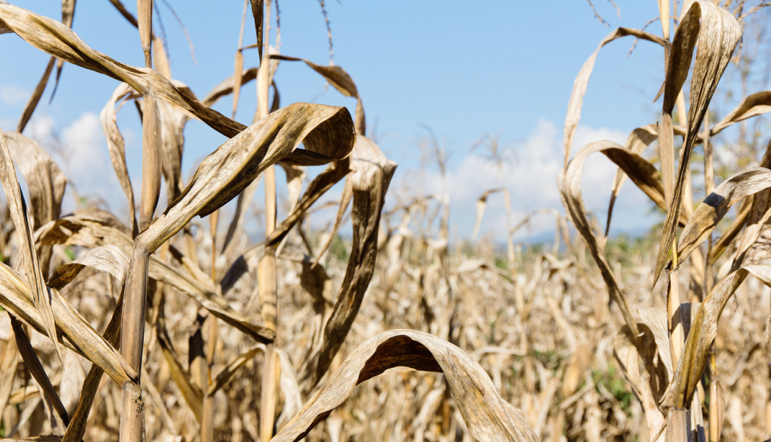 Valsts atbalstīs sausuma radīto zaudējumu apdrošināšanu