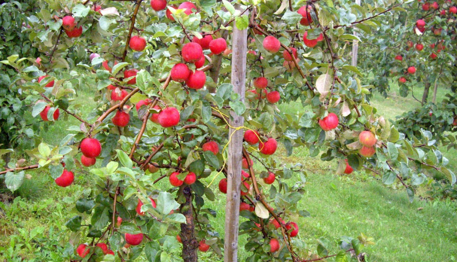 Paplašinās atbalsta iespējas ražotāju organizācijām