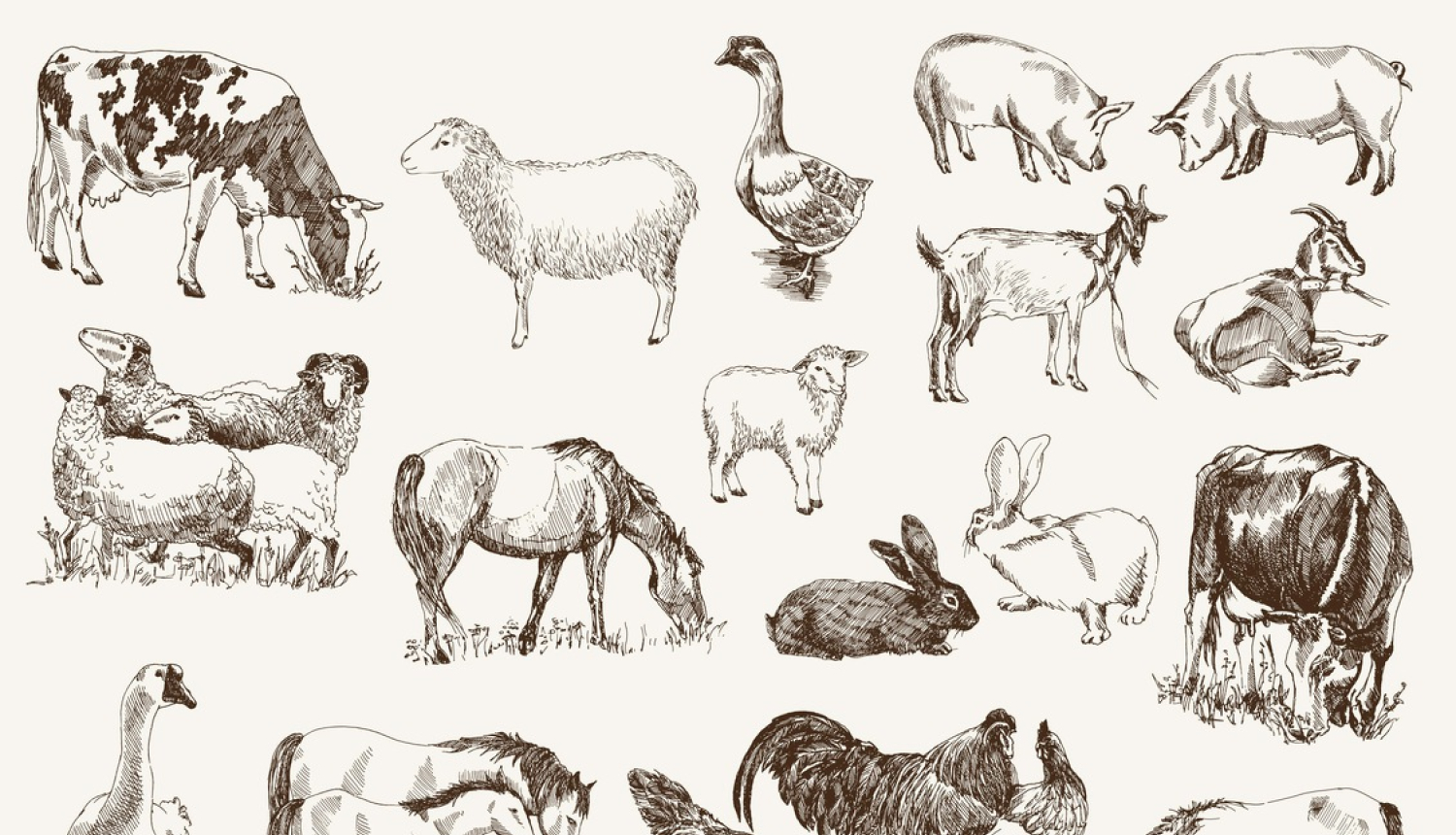 Jauni noteikumi par pārraudzību un snieguma pārbaudi aitām, cūkām, gaļas kazām un trušiem