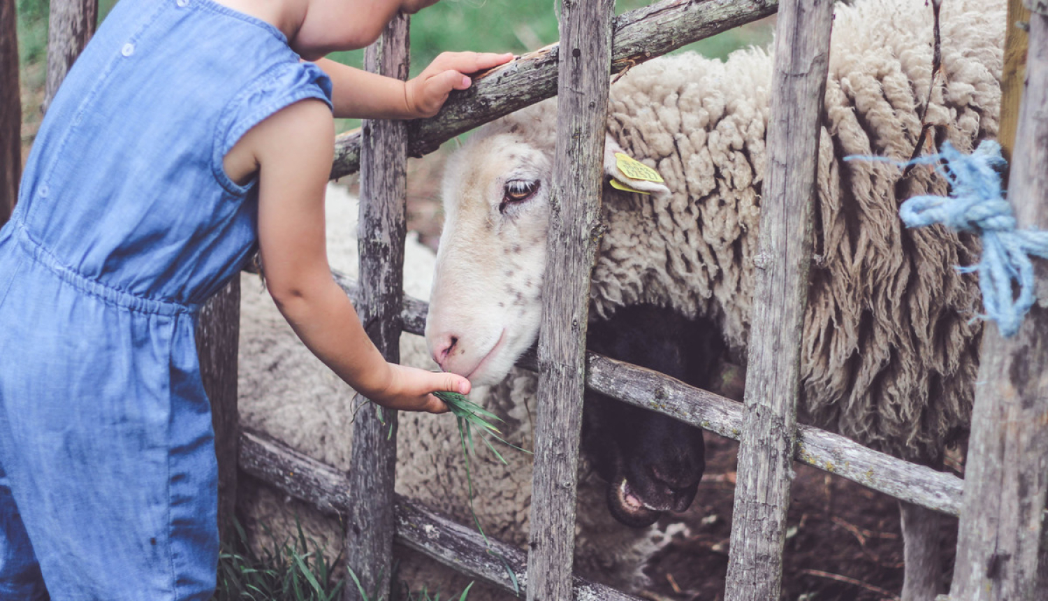 Valdība apstiprina brīvprātīgā saistītā atbalsta apmēru 2019. gadam