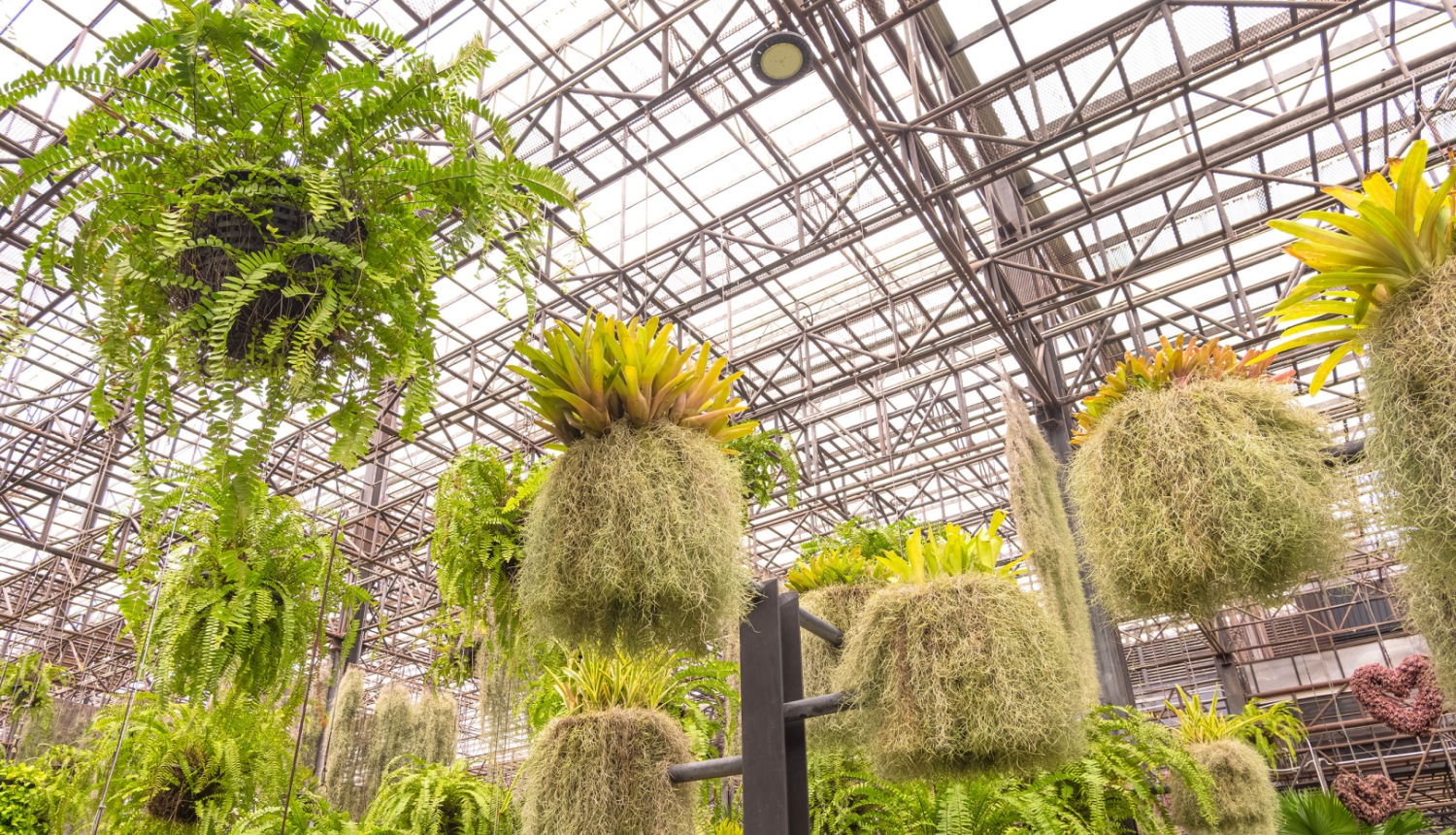 Augi, papardes siltumnīcā