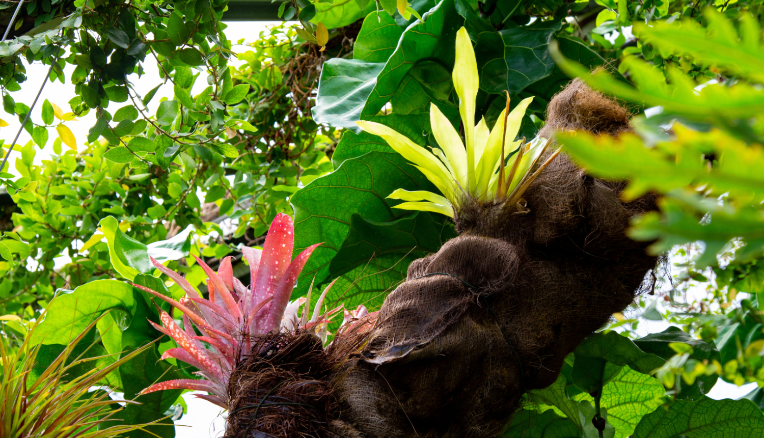 Augi Latvijas Nacionālajā botāniskajā dārzā