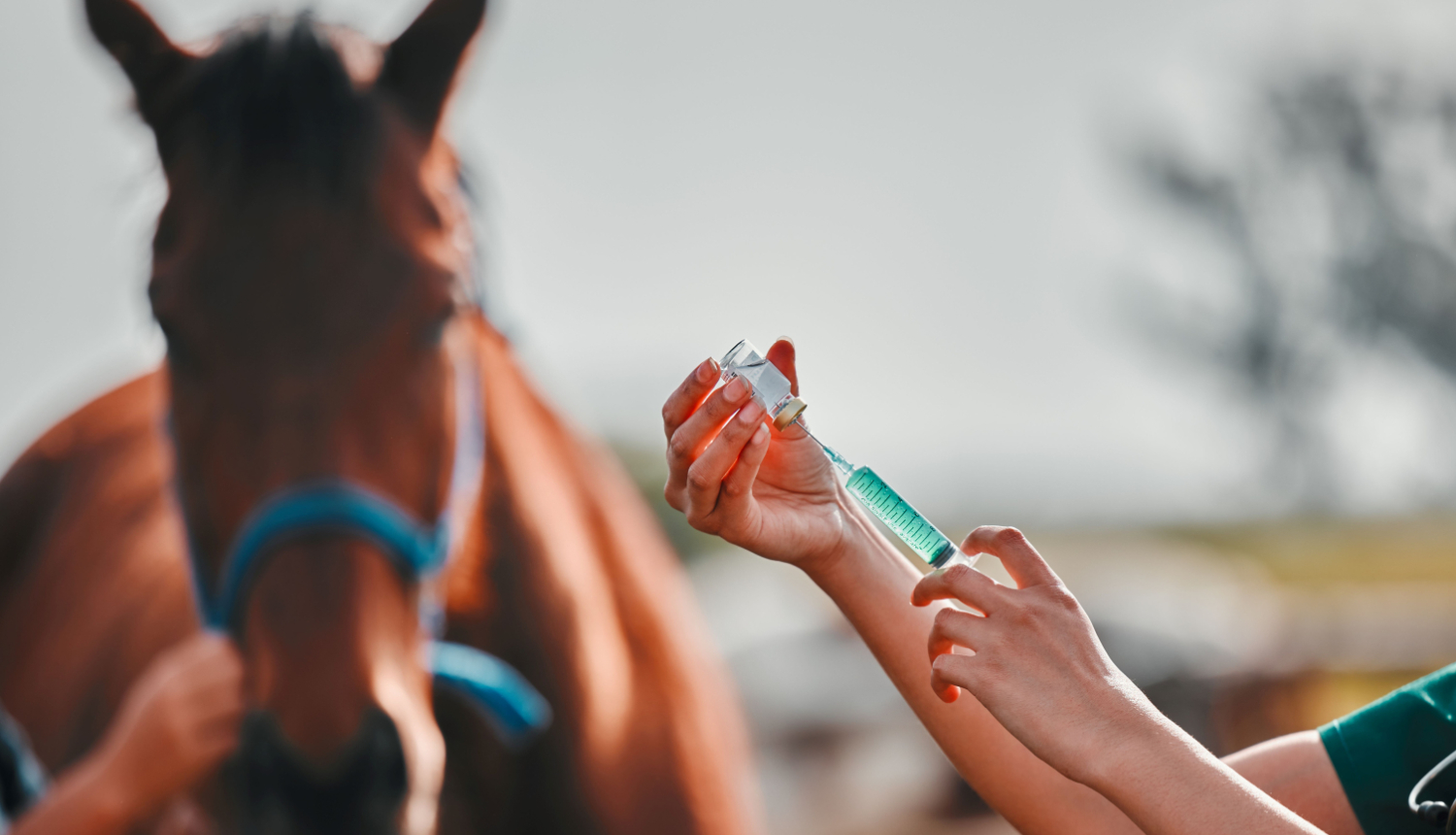 Zirgs, sieviete–veterinārārste un medicīniskā šļirce ārā, laukos – veselībai un labsajūtai. Ārste, profesionāla medmāsa vai veterinārārste tur rokas pie dzīvnieka, lai palīdzētu – injekcija un medicīniskā aprūpe rančo.