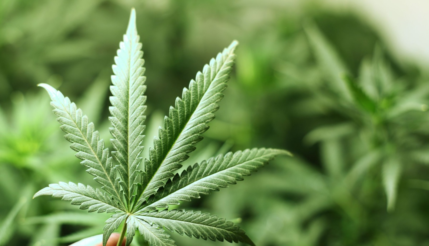 Lems par narkotiku kontroles politikas attīstības līdzšinējā kursa maiņu