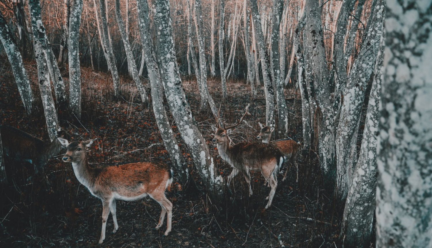 Administratīvo atbildību mežā turpmāk regulēs Meža likums
