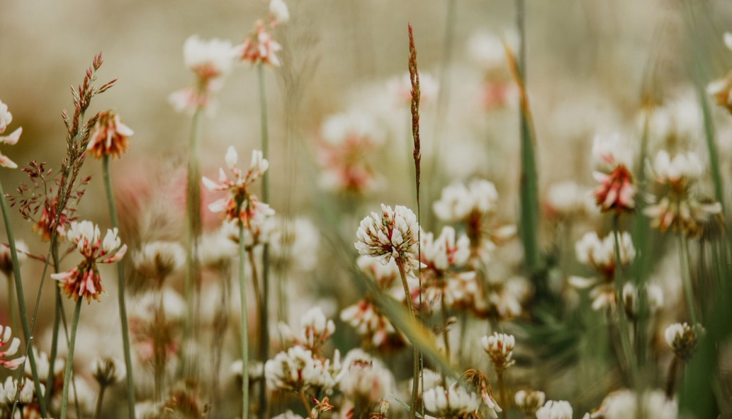 Sēklu un šķirņu aprites likumā tiks noteikta administratīvā atbildība
