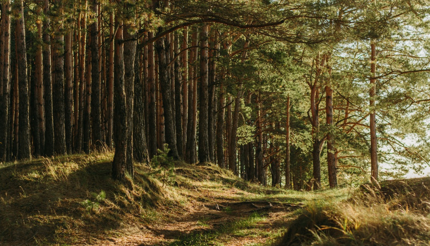 Izmaiņas Meža likumā ļaus novērst problēmas ar dalīto īpašumu