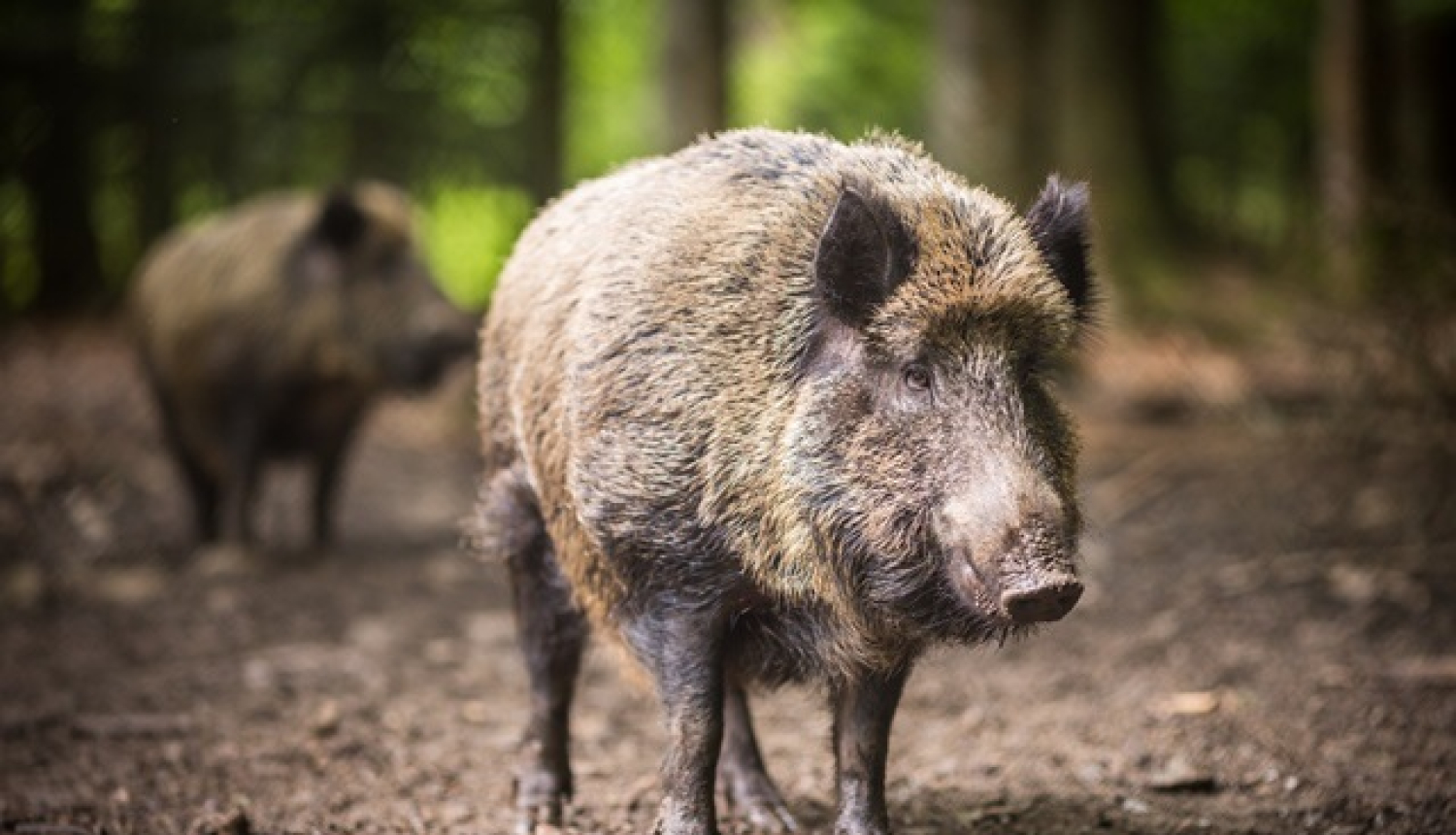 Mainīta ĀCM riska zonu teritorija
