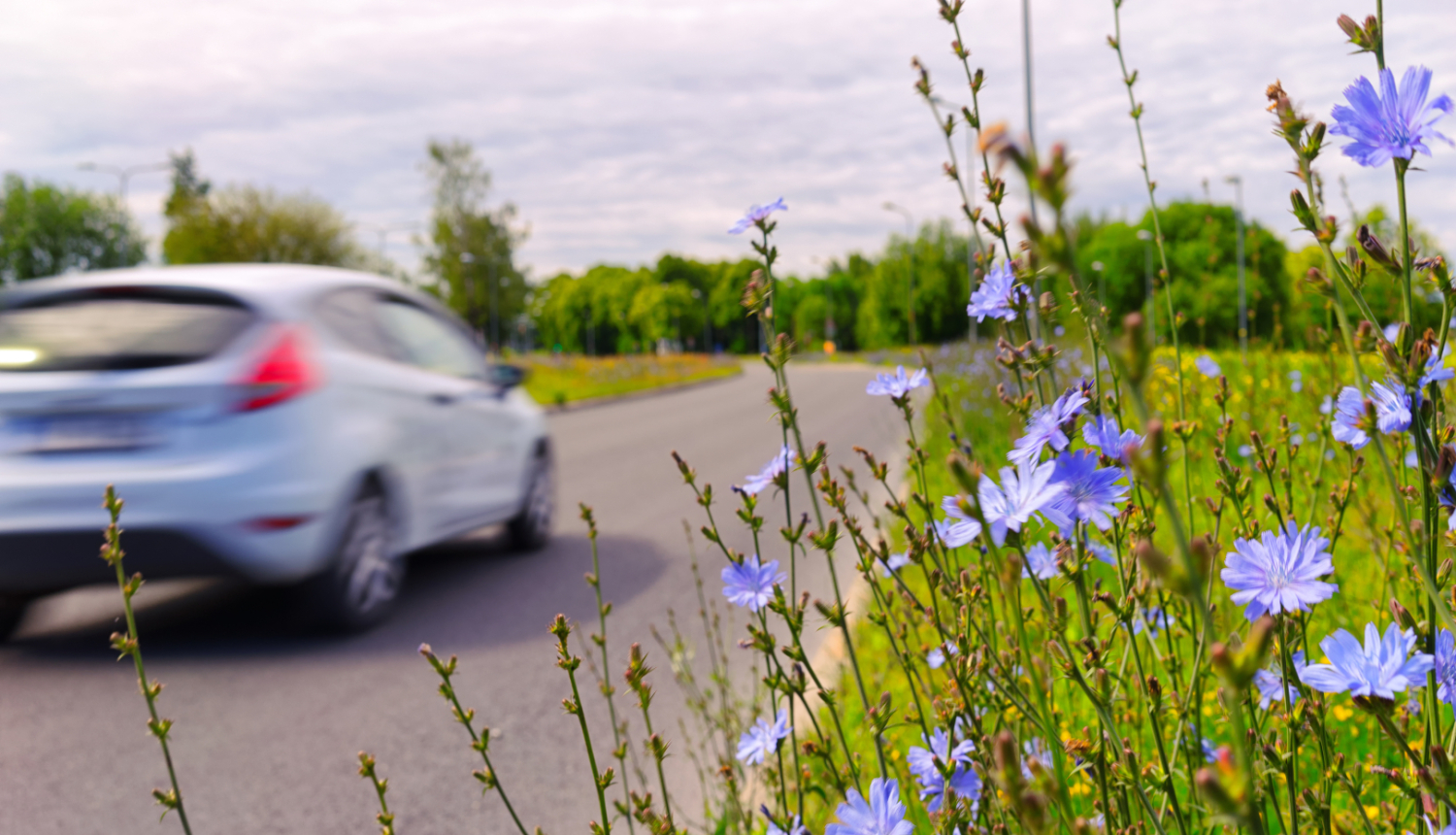 Gaišas krāsas automašīna brauc pa ceļu, ceļmalā zili ziedi