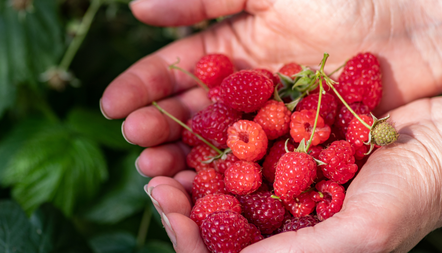 Plaukstās sārtas avenes