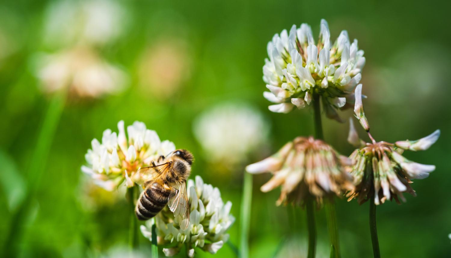 Bite uz pļavā ziedoša baltā āboliņa zieda
