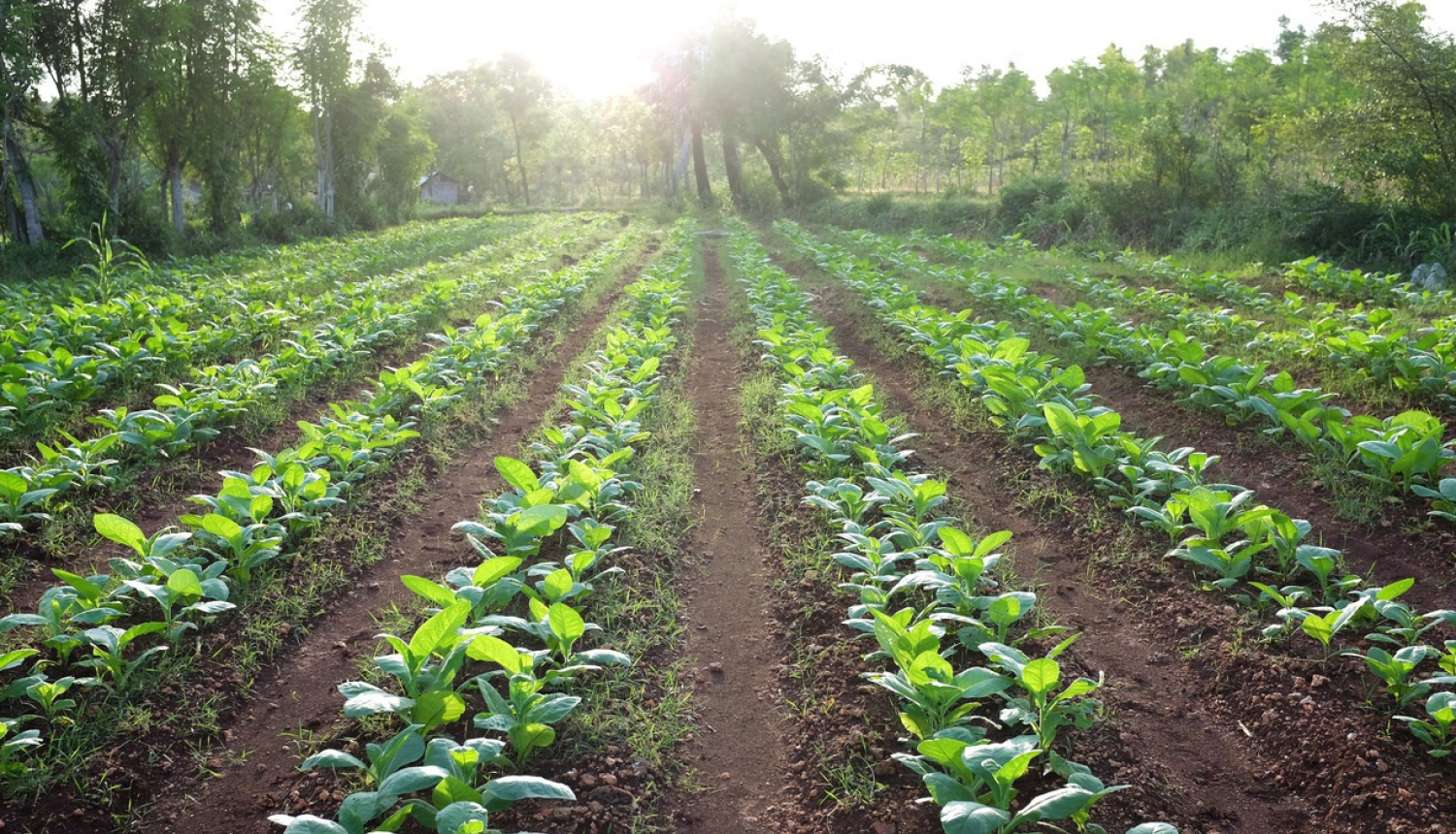 No 2021. gada eļļas, kartupeļu un dārzeņu sēklaudzētājiem iesniegums lauka apskatei jāiesniedz līdz 25. maija