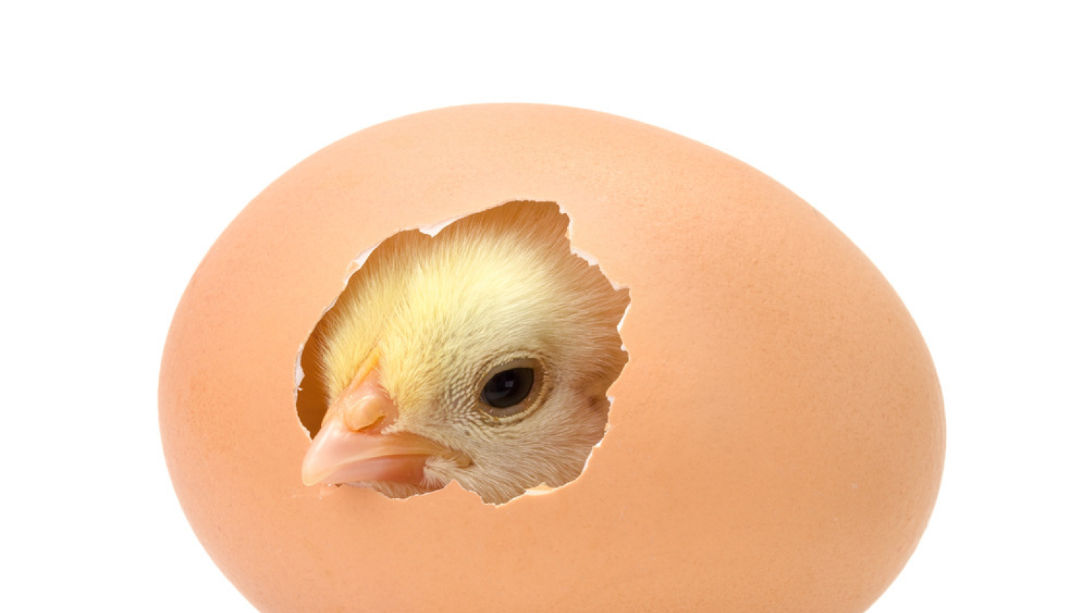 Valdība piešķir finansējumu Ukrainas izcelsmes olu uzraudzībai un kontrolei