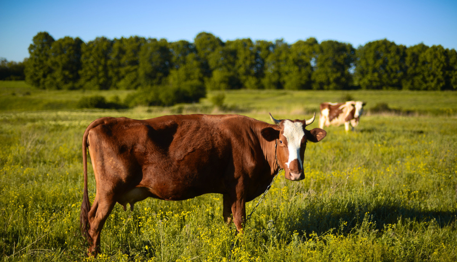 Uzlabos ciltsdarba un dzīvnieku audzēšanas sistēmu valstī