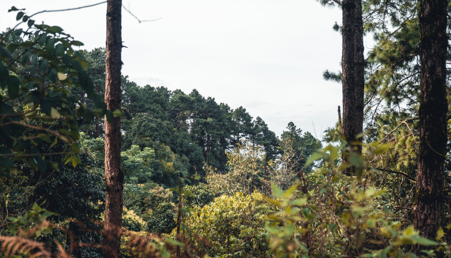 Dabas skats ar kokiem