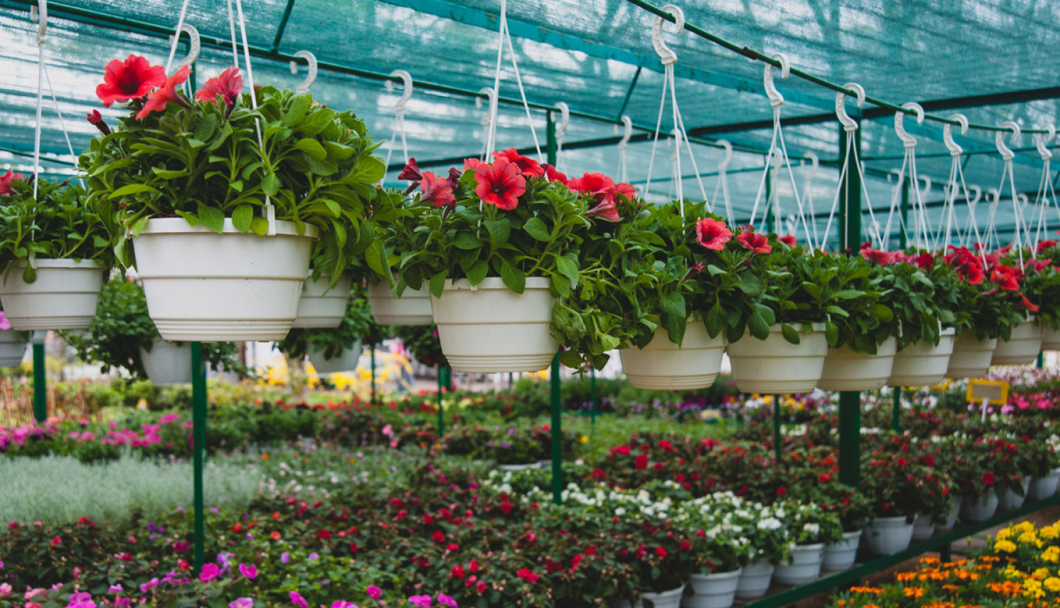 Precizētas dārzeņu un dekoratīvo augu pavairojamā materiāla sugas un veselības prasības