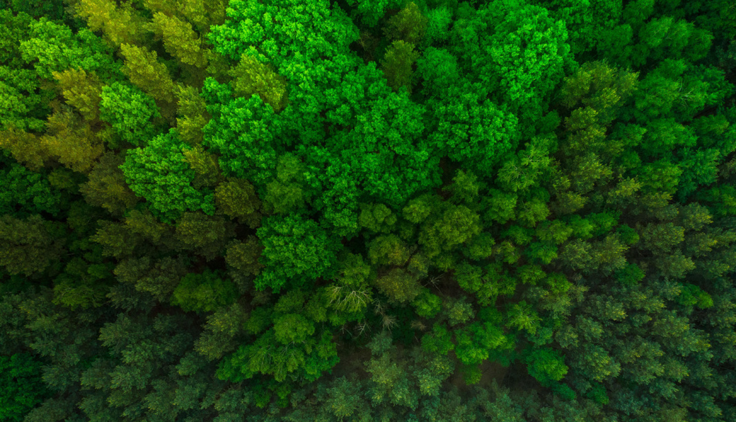 Valsts atbalsts meža nozares attīstībai 2020. gadā būs nepilni 238 tūkstoši eiro