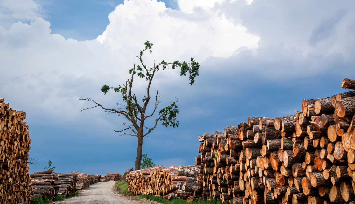Covid-19 krīzes skartās atzītās mežsaimniecības pakalpojumu kooperatīvās sabiedrības varēs saņemt valsts atbalstu