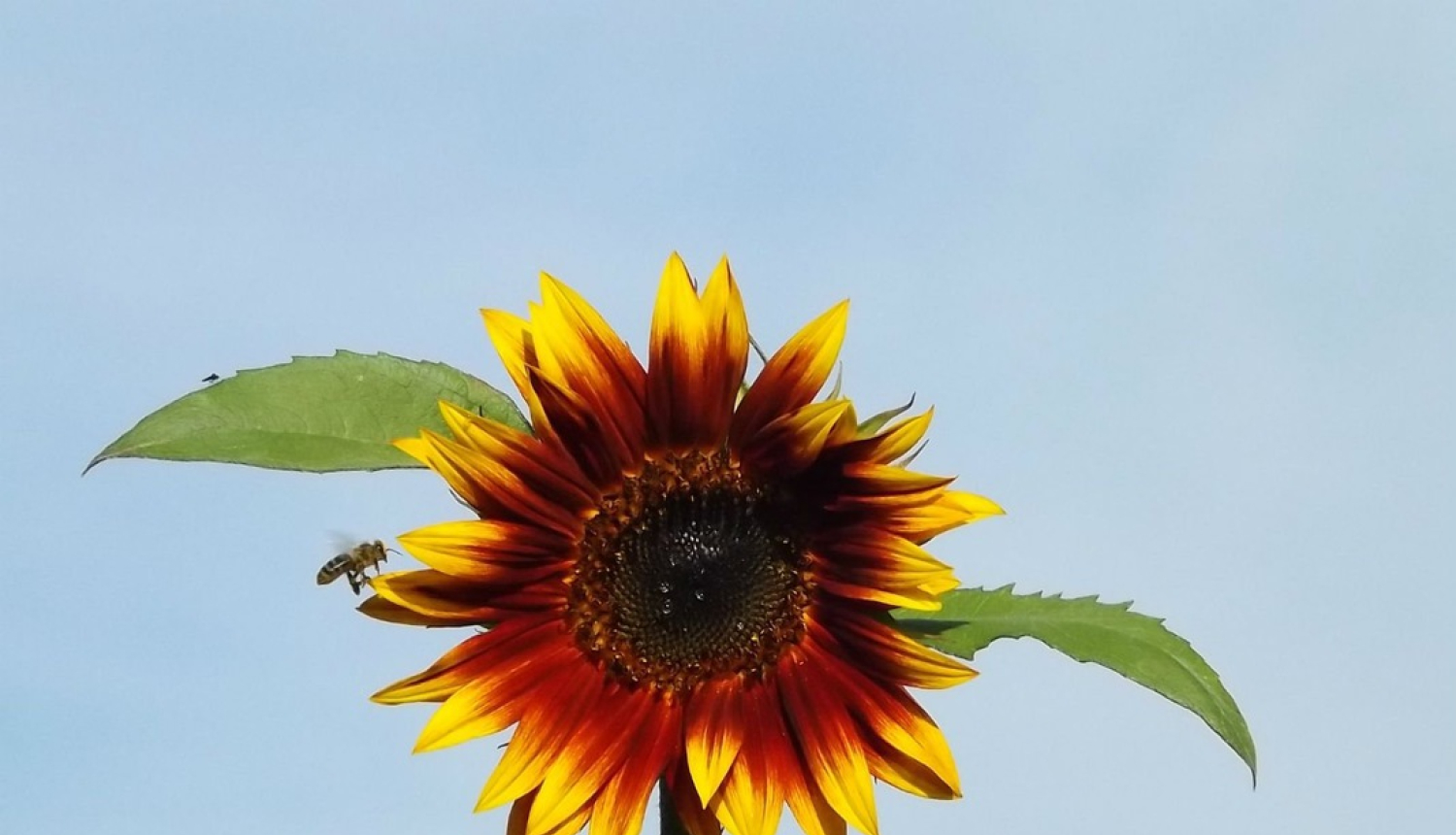 Noteiktas papildu prasības infekcijas slimību reģistrācijai