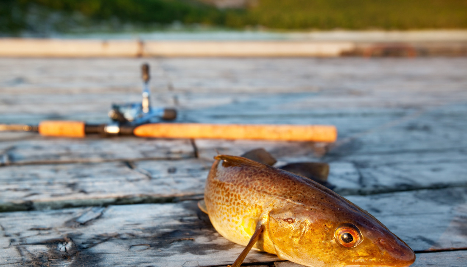 Plāno uzlabot Latvijas ūdeņu zivju resursu stāvokli